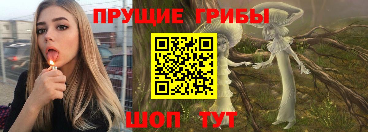 Псилоцибиновые грибы Psilocybe Костомукша